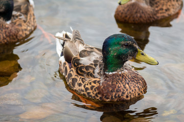 Mallard swimming in Loch Ness, Scotland