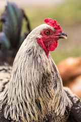 Pretty rooster posing for his portrait on a Kamloops farm