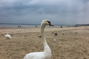 Plakat swans and other birds in late autumn on the beach in Swinoujscie