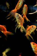 Colorful goldfish in tank