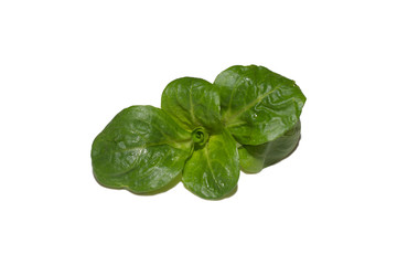 Grünes Blatt isoliert auf weis 