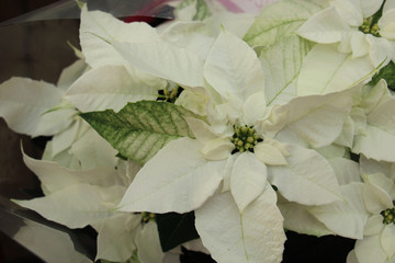 group of white poinsettia
