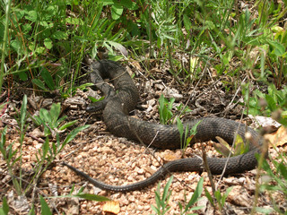 Northern Watersnake (Nerodia sipedon)