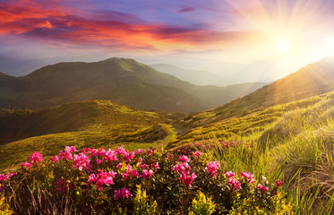 Fototapeta premium Amazing colorful sundown in mountains with majestic sunlight and pink rhododendron flowers on foreground. Dramatic colorful scene in mountains.