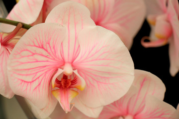 Phalaenopsis orchid plant