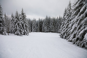 Winter landscape with high spruces and snow in mountains