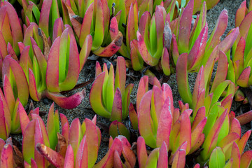 Ice Plant on the Coast of California on dunes- background and texture