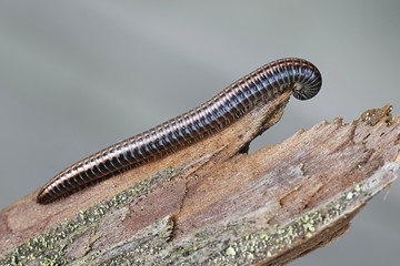 Striped millipede, Ommatoiulus sabulosus
