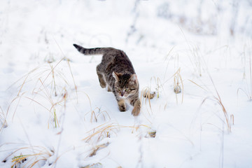 Homeless cat walking alone, cold winter day. © Alinsa