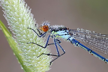 Large redeye, Erythromma najas