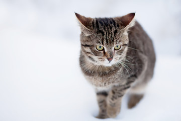 Homeless cat portrait, walking alone, cold winter day.