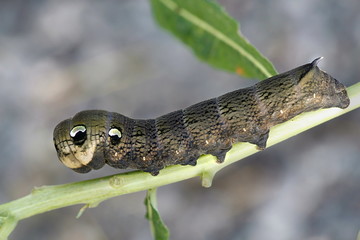 Elephant hawk moth caterpillar