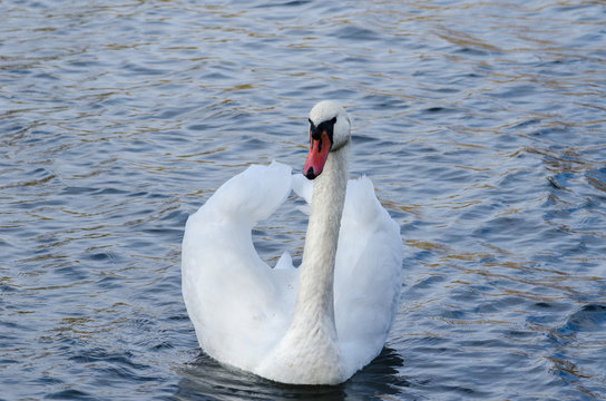 A beautiful white swan floats along the river
