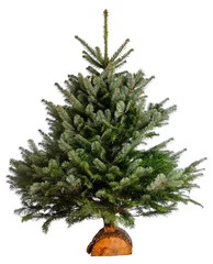 Photo sur Plexiglas Arbres bare naked abies nordmann fir christmas tree isolated on a white background