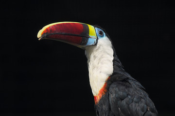 White-chested toucan. (Ramphastos tucanus tucanus. )