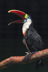 White-chested toucan. (Ramphastos tucanus tucanus. ) © Romano72
