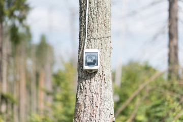 electric outlet on the tree. Ecological concept, symbolizing renewable energy, bio energy