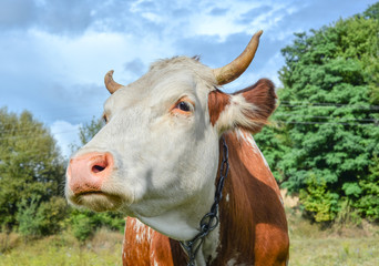 Very funny and surprised cow with big muzzle staring straight into sky. Cow close up. Farm animals. Funny cute red and white spotted cow on the field with bright green grass and trees.