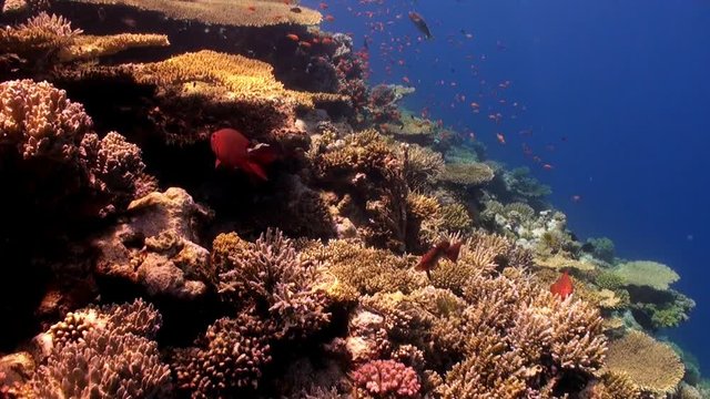 Orange color school of fish on background of coral reef underwater Red sea. Relax video about marine nature in beautiful lagoon.