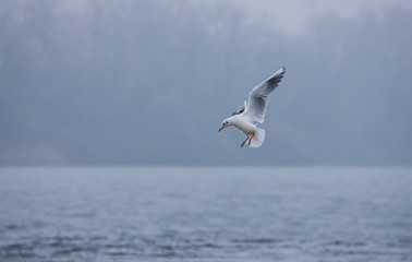 Fototapeta na wymiar Gull hunts on the Dnieper River