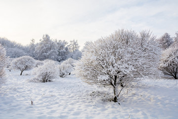 winter snow fir-tree