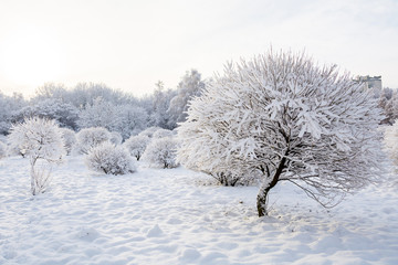 winter snow fir-tree