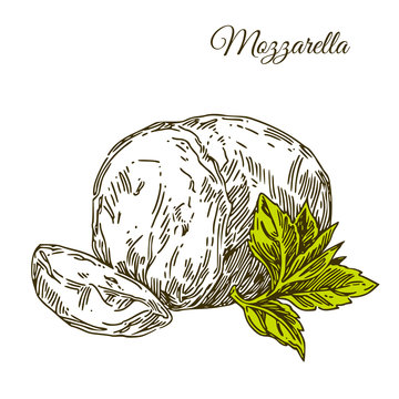 Slice of Mozzarella cheese and leaf. Engraving style. Vector illustration.