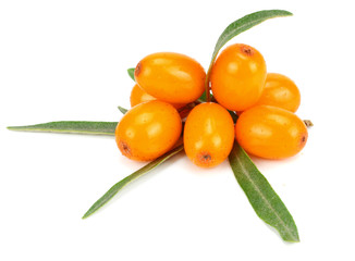 Sea buckthorn with green leaf isolated on white background
