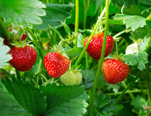 Strawberry plant. Staberry bushes.  Strawberries in growth at garden. Ripe berries and foliage strawberry.