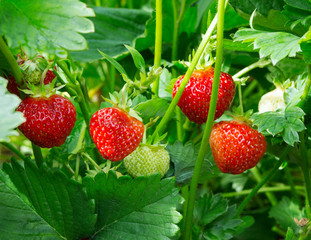 Strawberry plant. Staberry bushes.  Strawberries in growth at garden. Ripe berries and foliage...