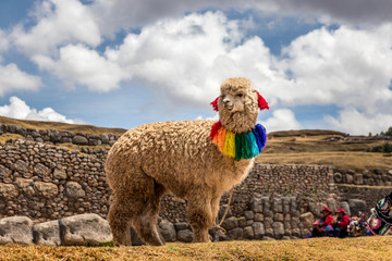 lama with scarf