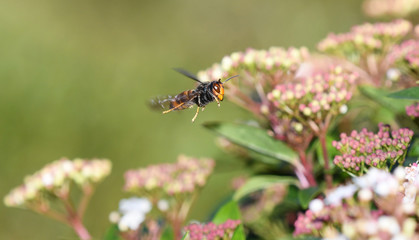 Fototapeta premium Asian wasp in flight among the garden bushes