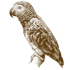 engraving drawing illustration of african grey parrot