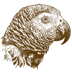 Naklejka premium engraving drawing illustration of african grey parrot head