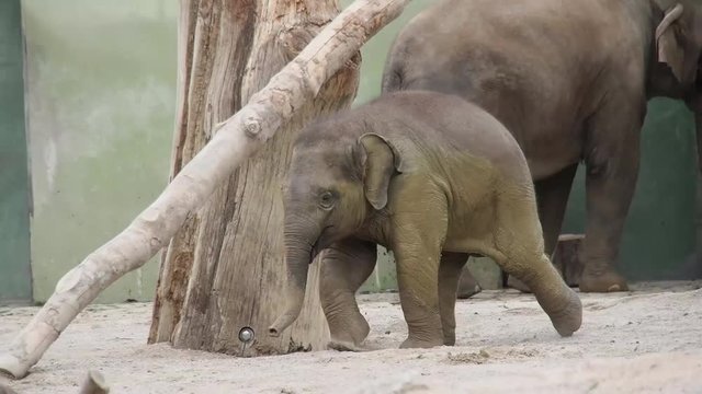 junger Asiatischer Elefant