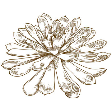 engraving drawing illustration of succulent echeveria