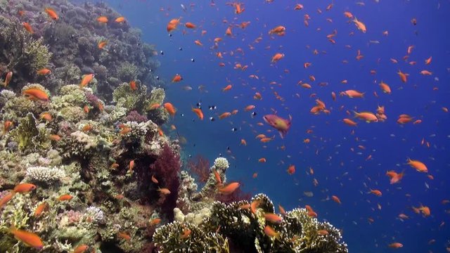 School of fish on background of beautiful coral reef underwater Red sea. Relax video about marine life of lagoon.