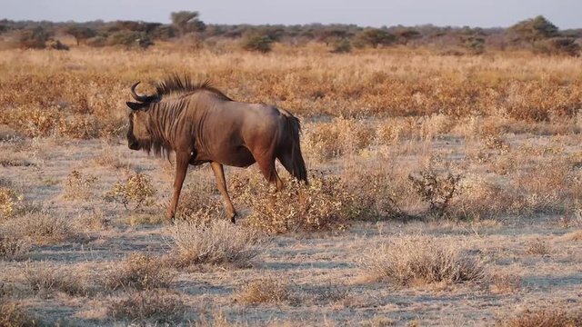 Namibia - Etoscha Nationalpark - Streifengnu
