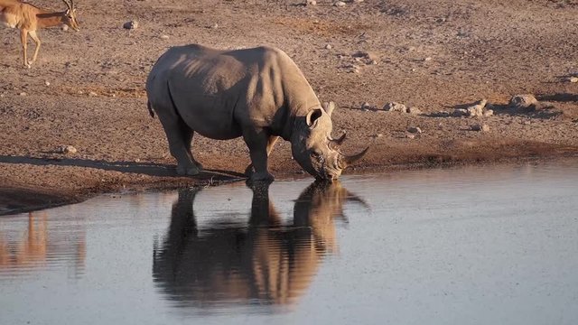 Namibia - Etoscha Nationalpark - Spitzmaulnashorn
