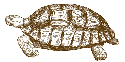 engraving drawing illustration of big turtle