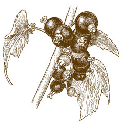 engraving illustration of currant berry