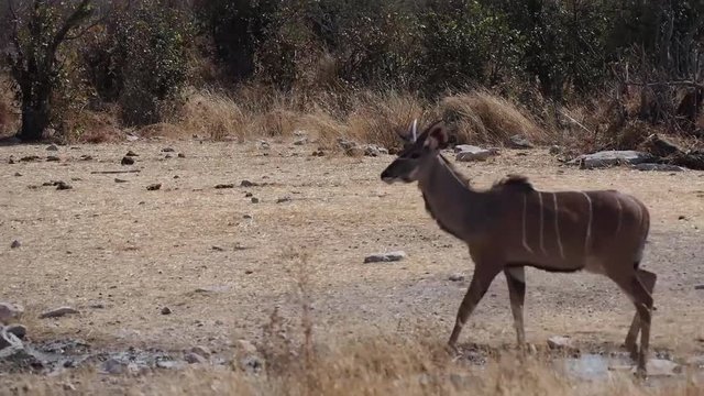 Namibia - Etoscha Nationalpark - Kudu
