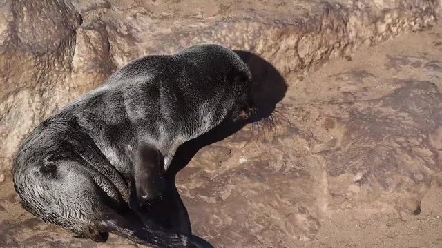 Namibia - Cape Cross - S&uuml;dafrikanischer Seeb&auml;r
