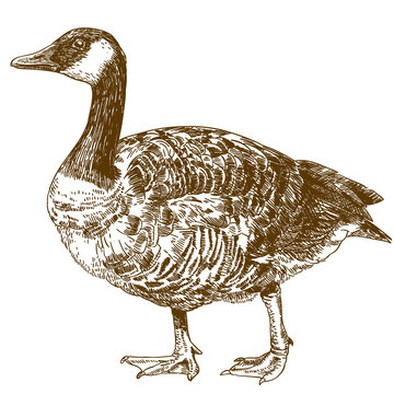 engraving drawing illustration of canada goose