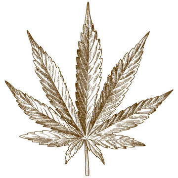 engraving drawing illustration of cannabis leaf