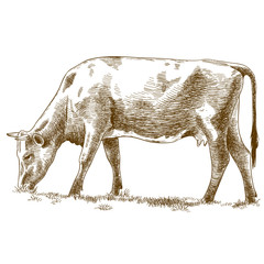 engraving illustration of cow