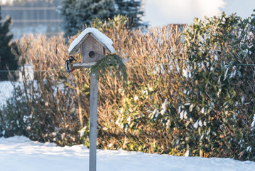 Specht pickt im Winter Futter