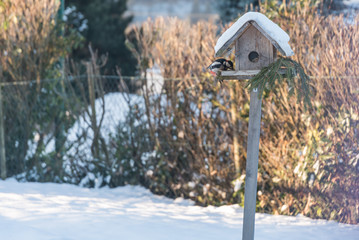 bunter Specht am Vogelhaus