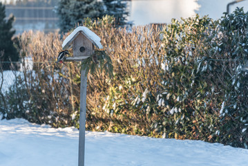 Buntspecht und Spatz am Vogelhaus