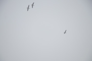 wild geese flying against the background of gray lead autumn sky